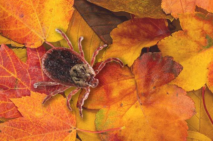 Autumn’s Here – Tick Season Isn’t Over